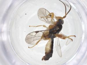  ( - CBG-A68538-H06)  @11 [ ] CreativeCommons - Attribution Share - Alike (2025) Centre for Biodiversity Genomics Centre for Biodiversity Genomics