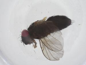  ( - CBG-A68541-C03)  @11 [ ] CreativeCommons - Attribution Share - Alike (2025) Centre for Biodiversity Genomics Centre for Biodiversity Genomics