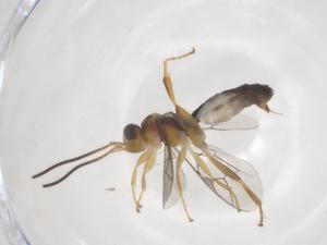  ( - CBG-A68548-G07)  @11 [ ] CreativeCommons - Attribution Share - Alike (2025) Centre for Biodiversity Genomics Centre for Biodiversity Genomics