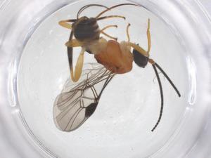  ( - CBG-A68708-C12)  @11 [ ] CreativeCommons - Attribution Share - Alike (2025) Centre for Biodiversity Genomics Centre for Biodiversity Genomics