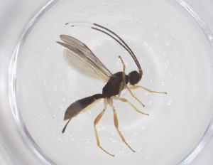  ( - CBG-A68708-D08)  @11 [ ] CreativeCommons - Attribution Share - Alike (2025) Centre for Biodiversity Genomics Centre for Biodiversity Genomics