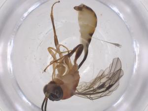  ( - CBG-A69228-C05)  @11 [ ] CreativeCommons - Attribution Share - Alike (2025) Centre for Biodiversity Genomics Centre for Biodiversity Genomics