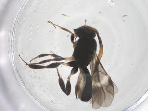  ( - CBG-A69230-H06)  @11 [ ] CreativeCommons - Attribution Share - Alike (2025) Centre for Biodiversity Genomics Centre for Biodiversity Genomics