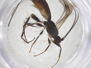  ( - CBG-A69230-H10)  @11 [ ] CreativeCommons - Attribution Share - Alike (2025) Centre for Biodiversity Genomics Centre for Biodiversity Genomics