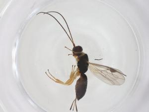  (Heterospilus Malaise2325 - CBG-A69234-A02)  @11 [ ] CreativeCommons - Attribution Share - Alike (2025) Centre for Biodiversity Genomics Centre for Biodiversity Genomics