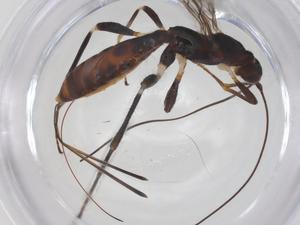  ( - CBG-A69234-F04)  @11 [ ] CreativeCommons - Attribution Share - Alike (2025) Centre for Biodiversity Genomics Centre for Biodiversity Genomics