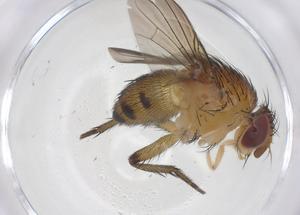  ( - CBG-A69244-G07)  @11 [ ] CreativeCommons - Attribution Share - Alike (2025) Centre for Biodiversity Genomics Centre for Biodiversity Genomics