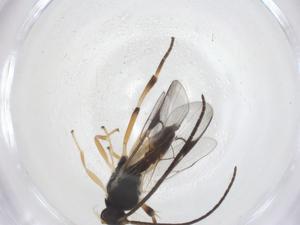  (Hypomicrogaster Whitfield251 - CBG-A69247-F02)  @11 [ ] CreativeCommons - Attribution Share - Alike (2025) Centre for Biodiversity Genomics Centre for Biodiversity Genomics