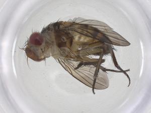  ( - CBG-A69253-B08)  @11 [ ] CreativeCommons - Attribution Share - Alike (2025) Centre for Biodiversity Genomics Centre for Biodiversity Genomics