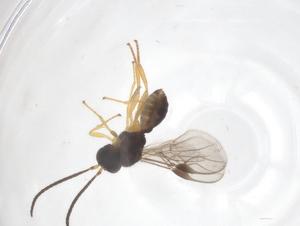  ( - CBG-A69256-H04)  @11 [ ] CreativeCommons - Attribution Share - Alike (2025) Centre for Biodiversity Genomics Centre for Biodiversity Genomics