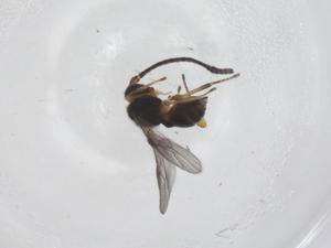  ( - CBG-A69257-C07)  @11 [ ] CreativeCommons - Attribution Share - Alike (2025) Centre for Biodiversity Genomics Centre for Biodiversity Genomics