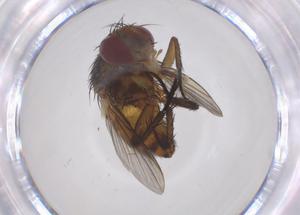  (Siphona Janzen1527 - CBG-A69275-E11)  @11 [ ] CreativeCommons - Attribution Share - Alike (2025) Centre for Biodiversity Genomics Centre for Biodiversity Genomics