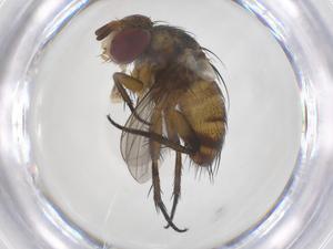  (Siphona Janzen3572 - CBG-A69294-G11)  @11 [ ] CreativeCommons - Attribution Share - Alike (2025) Centre for Biodiversity Genomics Centre for Biodiversity Genomics