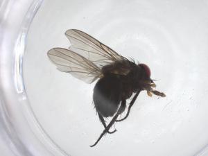  ( - CBG-A69297-C12)  @11 [ ] CreativeCommons - Attribution Share - Alike (2025) Centre for Biodiversity Genomics Centre for Biodiversity Genomics