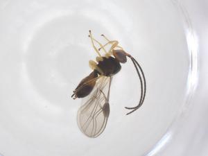  ( - CBG-A69300-B03)  @11 [ ] CreativeCommons - Attribution Share - Alike (2025) Centre for Biodiversity Genomics Centre for Biodiversity Genomics