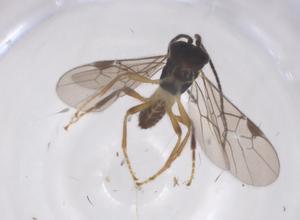  ( - CBG-A69309-B03)  @11 [ ] CreativeCommons - Attribution Share - Alike (2025) Centre for Biodiversity Genomics Centre for Biodiversity Genomics