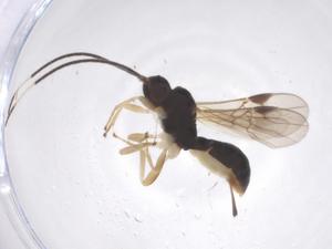  ( - CBG-A69311-C12)  @11 [ ] CreativeCommons - Attribution Share - Alike (2025) Centre for Biodiversity Genomics Centre for Biodiversity Genomics