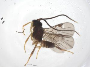  ( - CBG-A69313-C01)  @11 [ ] CreativeCommons - Attribution Share - Alike (2025) Centre for Biodiversity Genomics Centre for Biodiversity Genomics