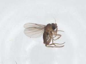  ( - CBG-A69321-D03)  @11 [ ] CreativeCommons - Attribution Share - Alike (2025) Centre for Biodiversity Genomics Centre for Biodiversity Genomics