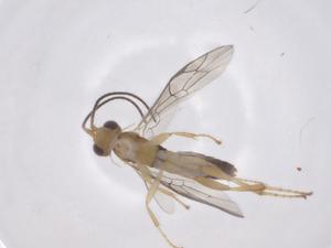  ( - CBG-A69347-D03)  @11 [ ] CreativeCommons - Attribution Share - Alike (2025) Centre for Biodiversity Genomics Centre for Biodiversity Genomics