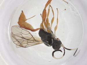  (Coelichneumon Malaise6101 - CBG-A69350-A10)  @11 [ ] CreativeCommons - Attribution Share - Alike (2025) Centre for Biodiversity Genomics Centre for Biodiversity Genomics