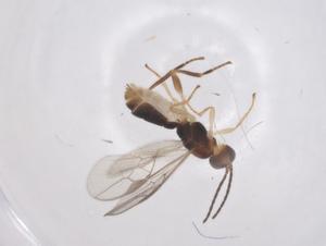  ( - CBG-A69374-C09)  @11 [ ] CreativeCommons - Attribution Share - Alike (2025) Centre for Biodiversity Genomics Centre for Biodiversity Genomics