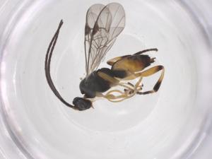  (Hypomicrogaster Whitfield21 - CBG-A69380-A10)  @11 [ ] CreativeCommons - Attribution Share - Alike (2025) Centre for Biodiversity Genomics Centre for Biodiversity Genomics