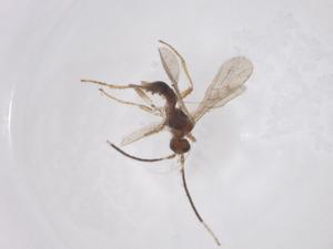  ( - CBG-A69389-A05)  @11 [ ] CreativeCommons - Attribution Share - Alike (2025) Centre for Biodiversity Genomics Centre for Biodiversity Genomics