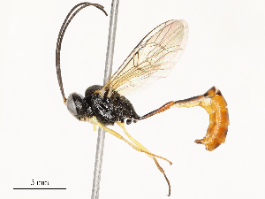  ( - CBG-A69617-C01)  @11 [ ] CreativeCommons - Attribution Share - Alike (2025) CBG Photography Group Centre for Biodiversity Genomics