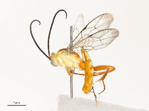  ( - CBG-A69638-A03)  @11 [ ] CreativeCommons - Attribution Share - Alike (2025) CBG Photography Group Centre for Biodiversity Genomics