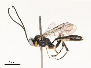  ( - CBG-A69638-B02)  @11 [ ] CreativeCommons - Attribution Share - Alike (2025) CBG Photography Group Centre for Biodiversity Genomics