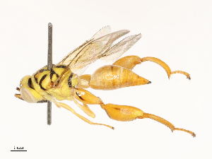  (chalMalaise01 Malaise8100 - CBG-A69638-B06)  @11 [ ] CreativeCommons - Attribution Share - Alike (2025) CBG Photography Group Centre for Biodiversity Genomics