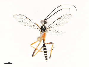  ( - CBG-A69638-C05)  @11 [ ] CreativeCommons - Attribution Share - Alike (2025) CBG Photography Group Centre for Biodiversity Genomics