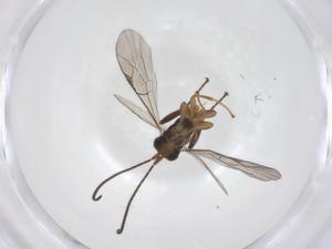  ( - CBG-A69694-C11)  @11 [ ] CreativeCommons - Attribution Share - Alike (2025) Centre for Biodiversity Genomics Centre for Biodiversity Genomics