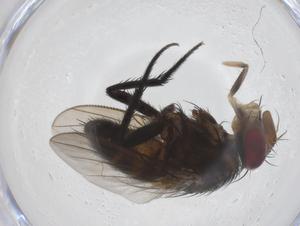  ( - CBG-A69702-D09)  @11 [ ] CreativeCommons - Attribution Share - Alike (2025) Centre for Biodiversity Genomics Centre for Biodiversity Genomics