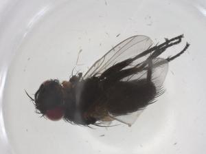  (Phytomyptera Malaise5450 - CBG-A69945-B02)  @11 [ ] CreativeCommons - Attribution Share - Alike (2025) Centre for Biodiversity Genomics Centre for Biodiversity Genomics