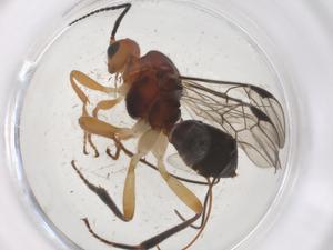  ( - CBG-A69948-A01)  @11 [ ] CreativeCommons - Attribution Share - Alike (2025) Centre for Biodiversity Genomics Centre for Biodiversity Genomics