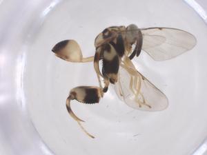  ( - CBG-A70024-B07)  @11 [ ] CreativeCommons - Attribution Share - Alike (2025) Centre for Biodiversity Genomics Centre for Biodiversity Genomics