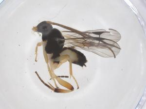  (Diolcogaster Choi102 - CBG-A70025-F11)  @11 [ ] CreativeCommons - Attribution Share - Alike (2025) Centre for Biodiversity Genomics Centre for Biodiversity Genomics