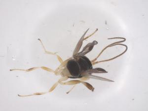  ( - CBG-A70101-B06)  @11 [ ] CreativeCommons - Attribution Share - Alike (2025) Centre for Biodiversity Genomics Centre for Biodiversity Genomics