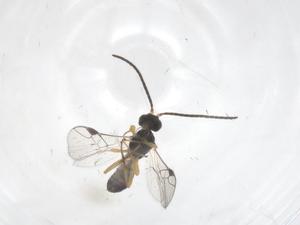  (Pseudognaptodon Malaise2453 - CBG-A70110-B12)  @11 [ ] CreativeCommons - Attribution Share - Alike (2025) Centre for Biodiversity Genomics Centre for Biodiversity Genomics