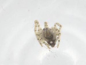  ( - CBG-A70116-C02)  @11 [ ] CreativeCommons - Attribution Share - Alike (2025) Centre for Biodiversity Genomics Centre for Biodiversity Genomics