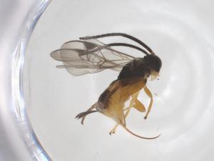  (Hypomicrogaster malaise0213 - CBG-A70148-D11)  @11 [ ] CreativeCommons - Attribution Share - Alike (2025) Centre for Biodiversity Genomics Centre for Biodiversity Genomics