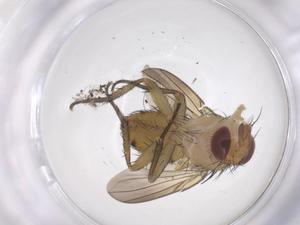  ( - CBG-A70158-A12)  @11 [ ] CreativeCommons - Attribution Share - Alike (2025) Centre for Biodiversity Genomics Centre for Biodiversity Genomics