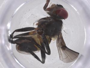  ( - CBG-A70173-G08)  @11 [ ] CreativeCommons - Attribution Share - Alike (2025) Centre for Biodiversity Genomics Centre for Biodiversity Genomics