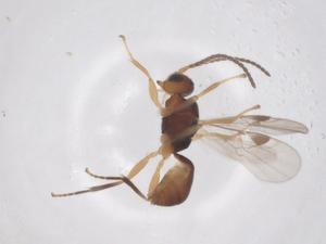  ( - CBG-A70398-C07)  @11 [ ] CreativeCommons - Attribution Share - Alike (2025) Centre for Biodiversity Genomics Centre for Biodiversity Genomics