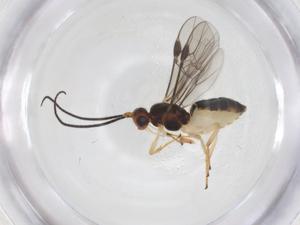  ( - CBG-A70407-B11)  @11 [ ] CreativeCommons - Attribution Share - Alike (2025) Centre for Biodiversity Genomics Centre for Biodiversity Genomics