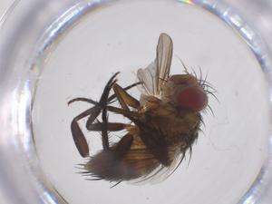  (Siphona Malaise9110 - CBG-A70414-G06)  @11 [ ] CreativeCommons - Attribution Share - Alike (2025) Centre for Biodiversity Genomics Centre for Biodiversity Genomics