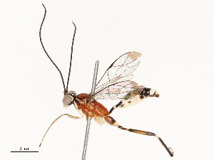  ( - CBG-A72917-E11)  @11 [ ] CreativeCommons - Attribution Share - Alike (2025) CBG Photography Group Centre for Biodiversity Genomics