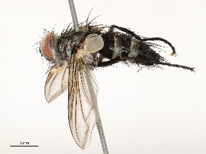  ( - CBG-A72941-B07)  @11 [ ] CreativeCommons - Attribution Share - Alike (2025) CBG Photography Group Centre for Biodiversity Genomics